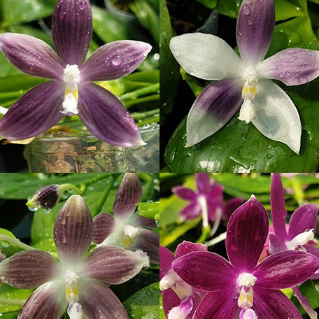 174053862067-Phal.%20speciosa%20'Miki%20Purple'%20%C3%97%20sib%20%E8%8A%B12.jpg