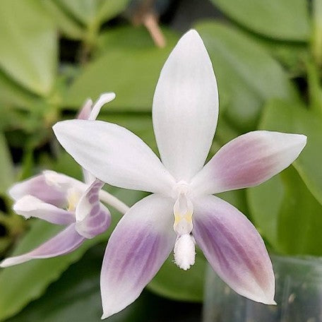 174053862088-Phal.%20speciosa%20'Miki%20Purple'%20%C3%97%20sib%20%E8%8A%B13.jpg