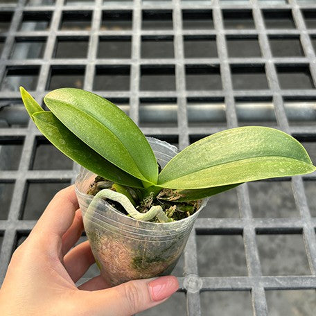 174056672899-Phal.%20Sogo%20Elegance%20'70475'%20%E6%A4%8D%E6%A0%AA2.5''1.jpg