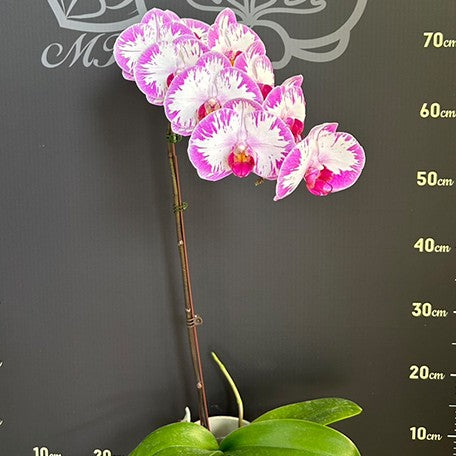174063301533-Phal.%20Champion%20Lightning%20'Neon'%20%E8%8A%B15.jpg