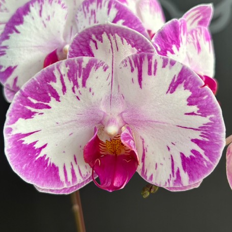 174063301593-Phal.%20Champion%20Lightning%20'Neon'%20%E8%8A%B14.jpg