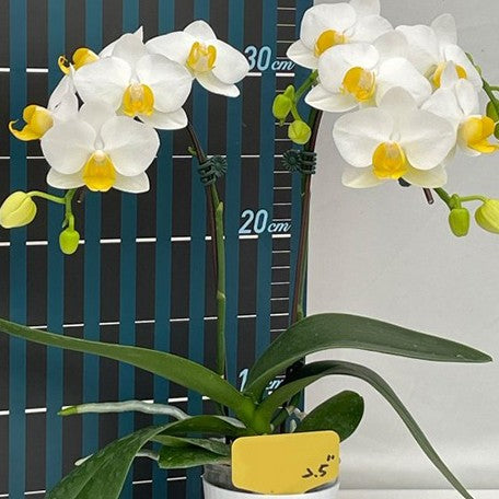 174065249042-Phal.%20OX%20Royal%20Yellow%20%E8%8A%B13.jpg