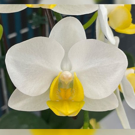 174065249063-Phal.%20OX%20Royal%20Yellow%20%E8%8A%B11.jpg