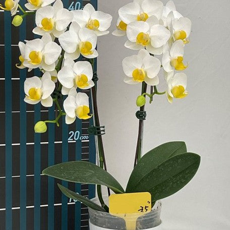 174065249090-Phal.%20OX%20Royal%20Yellow%20%E8%8A%B12.jpg