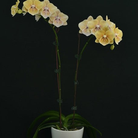 174099213358-Phal.%20Chi%20Yueh%20Yellow%20Chameleon%20%E8%8A%B12.jpg