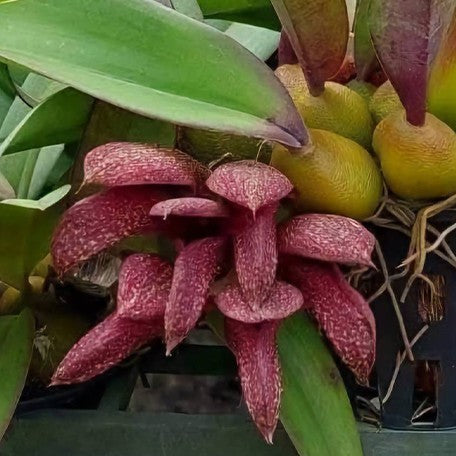 174108593998-Bulb.%20phalaenopsis%20%C3%97%20cruentum%20%E8%8A%B11.jpg