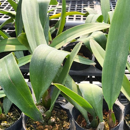 174108595420-Bulb.%20phalaenopsis%20%C3%97%20cruentum%20%E6%A4%8D%E6%A0%AA3.6''1.jpg
