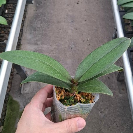 174165657216-Phal.%20Miki%20Pink%20Rabbit%20'174'%20(peloric%20-%202%20eyes)%20%E6%A4%8D%E6%A0%AA2.5''1.jpg