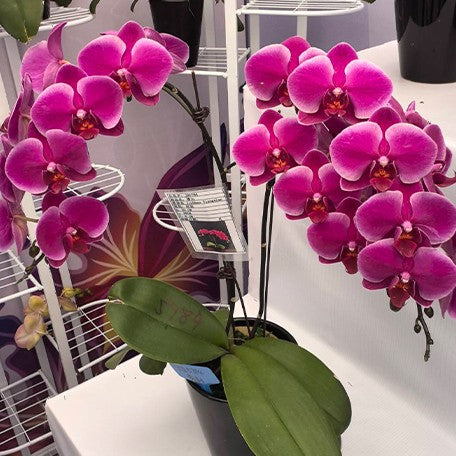 174168596112-Phal.%20Fragrant%20Hills%20'HS5384'%20%E8%8A%B12.jpg