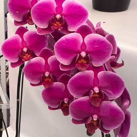 174168596189-Phal.%20Fragrant%20Hills%20'HS5384'%20%E8%8A%B11.jpg