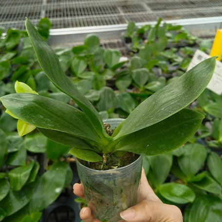 174168933334-Phal.%20Yaphon%20Christmas%20'335'%20%E6%A4%8D%E6%A0%AA2.5''1.jpg