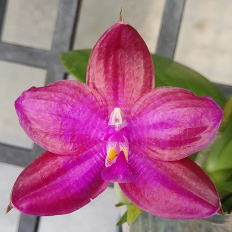 174177790379-Phal.%20Miki%20Sabina%20'803'%20%E8%8A%B12.jpg