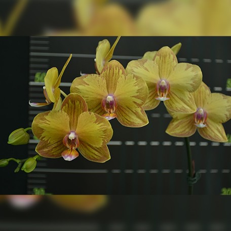 174191260275-Phal.%20Jiuhbao%20Queen%20Diamond%20%E8%8A%B12.jpg