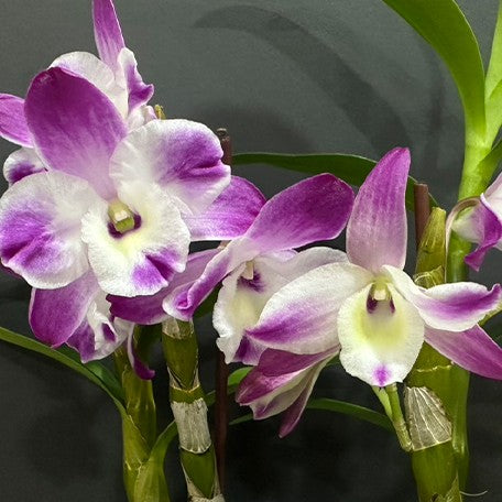 Dendrobium Sea Sky 'Silk' 2.5