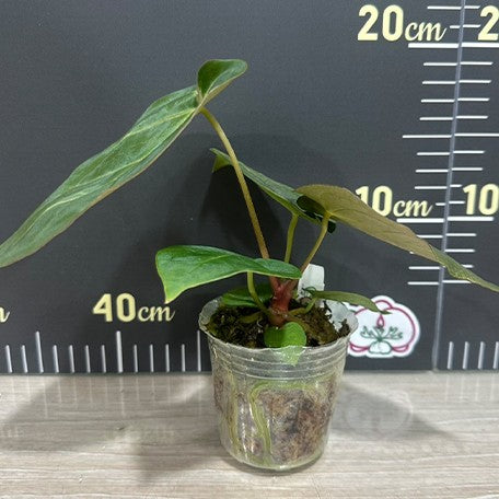 174219025216-Anthurium%20papillilaminum%20%E6%A4%8D%E6%A0%AA2.5''%201.jpg