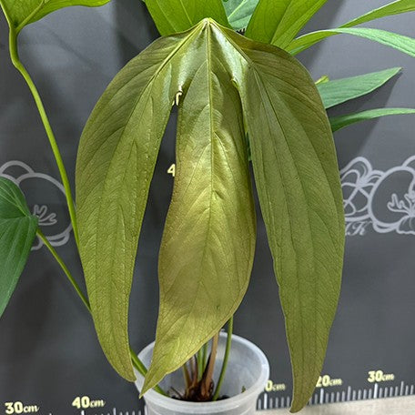 174219867122-Anthurium%20sp%202%20%E8%8A%B11.jpg