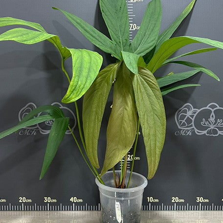 174219867192-Anthurium%20sp%202%20%E8%8A%B12.jpg