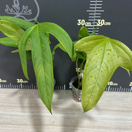 174219883885-Anthurium%20sp%202%20%E6%A4%8D%E6%A0%AA2.jpg