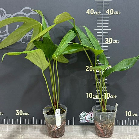174219883891-Anthurium%20sp%202%20%E6%A4%8D%E6%A0%AA1.jpg