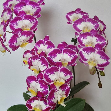 174220914656-Phal.%20Red%20Hedgehog%20%E8%8A%B12.jpg