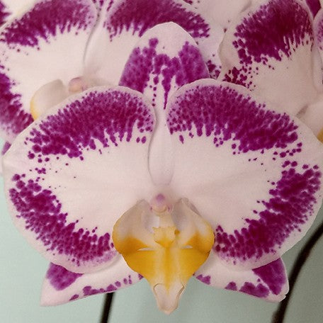 174220914680-Phal.%20Red%20Hedgehog%20%E8%8A%B11.jpg