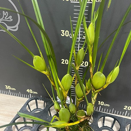 174225665637-Max.%20tenuifolia%20%E8%85%8B%E5%94%87%E8%98%AD%20%E6%A4%8D%E6%A0%AA2.jpg