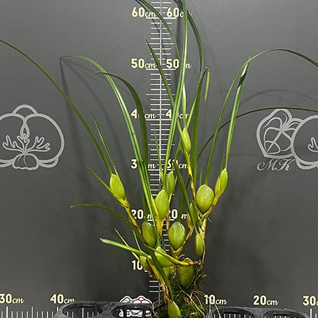 174225665648-Max.%20tenuifolia%20%E8%85%8B%E5%94%87%E8%98%AD%20%E6%A4%8D%E6%A0%AA1.jpg