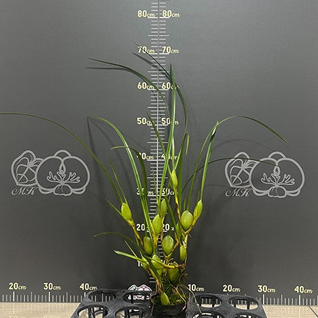 174225665670-Max.%20tenuifolia%20%E8%85%8B%E5%94%87%E8%98%AD%20%E6%A4%8D%E6%A0%AA3.jpg