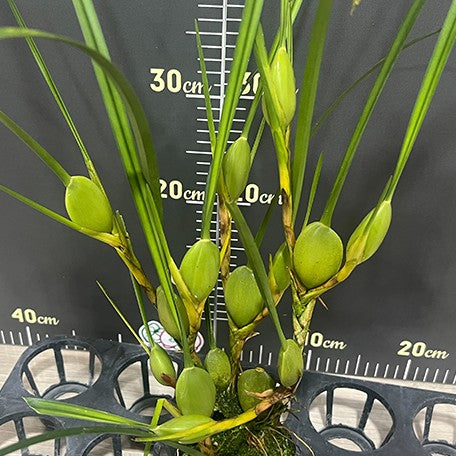 174225665672-Max.%20tenuifolia%20%E8%85%8B%E5%94%87%E8%98%AD%20%E6%A4%8D%E6%A0%AA4.jpg