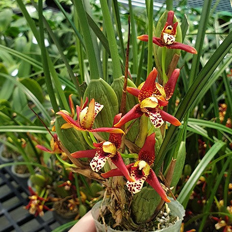 174225692955-Max.%20tenuifolia%20%E8%85%8B%E5%94%87%E8%98%AD%20%E8%8A%B13.jpg