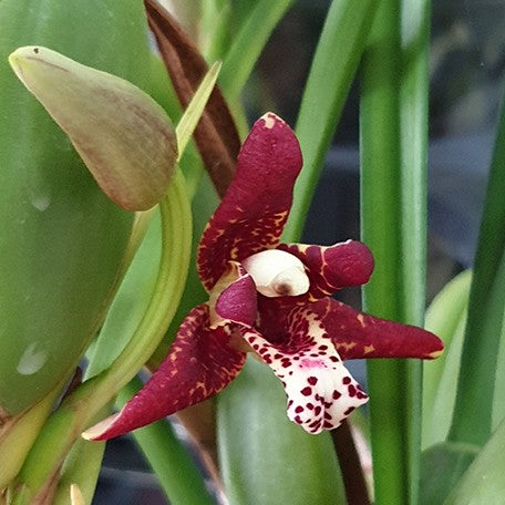 174225692969-Max.%20tenuifolia%20%E8%85%8B%E5%94%87%E8%98%AD%20%E8%8A%B12.jpg