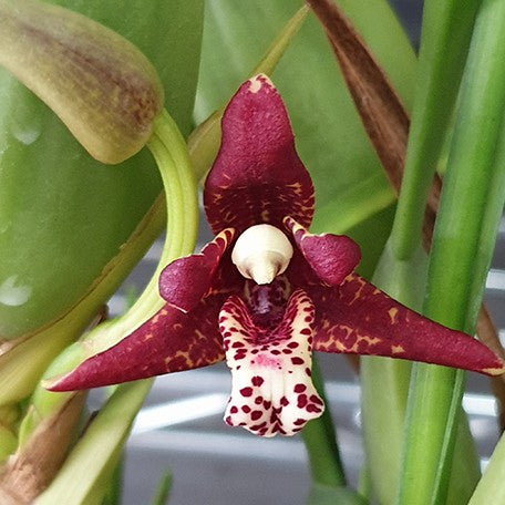 174225692977-Max.%20tenuifolia%20%E8%85%8B%E5%94%87%E8%98%AD%20%E8%8A%B11.jpg