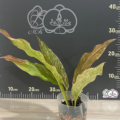 174226197536-Anthurium%20hybrid%20(variegata)%20%E8%8A%B13.jpg