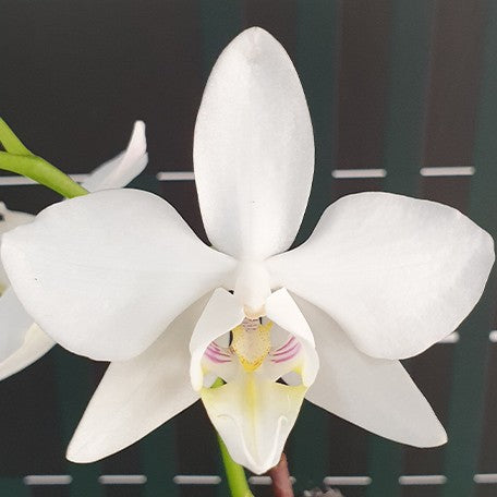 174234953854-Phal.%20amabilis%20'Tai%20Wu'%20%C3%97%20sib%20%E8%8A%B11.jpg