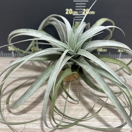 174244703844-Tillandsia%20xerographica%20%E6%A4%8D%E6%A0%AA20cm1.jpg