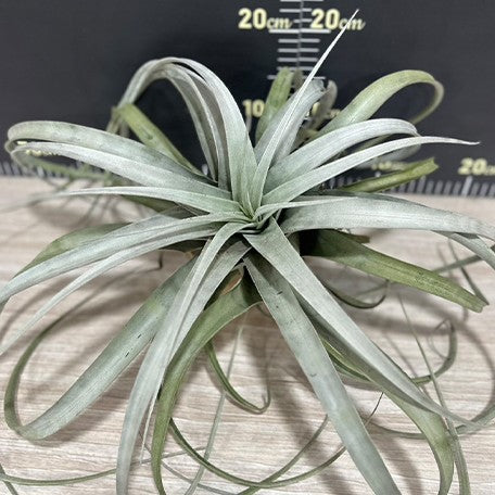 174244703887-Tillandsia%20xerographica%20%E6%A4%8D%E6%A0%AA20cm2.jpg