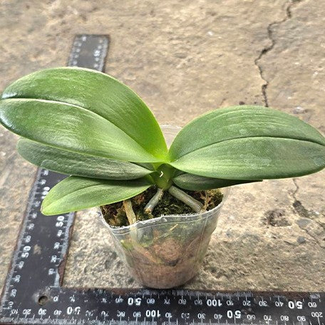 174246227746-Phal.%20Fangmei%20Sweet%20'439'%20%E6%A4%8D%E6%A0%AA2.5''1.jpg