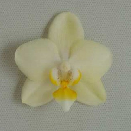 174246656949-Phal.%20SOGO%20Better%20Butter%20%E8%B2%9D%E7%89%B9%E5%AF%B6%20%E8%8A%B11.jpg