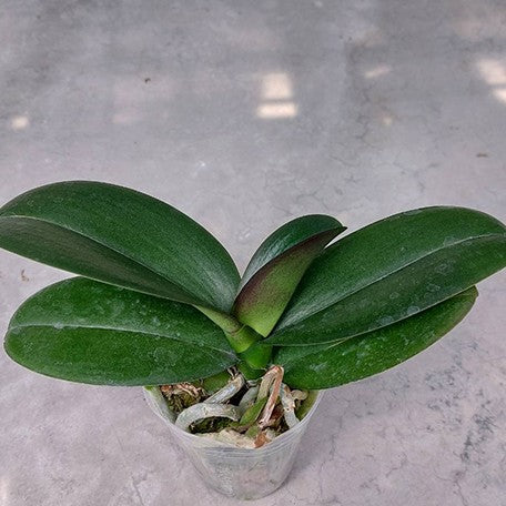 174279891113-Phal.%20Taida%20Prince%20Pearl%20'L1531-14'%20%E6%A4%8D%E6%A0%AA.jpg