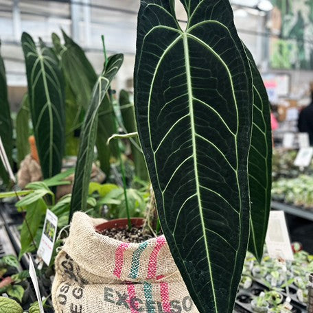 Anthurium warocqueanum 2.5