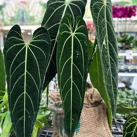 anthurium warocqueanum for sale usa Anthurium warocqueanum 2.5" – OrchidBox Wholesale