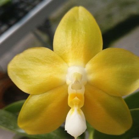 174280534790-Phal.%20Miki%20Deep%20Coffee%20Turtledove%20'Watermelon'%20%E8%8A%B12.jpg