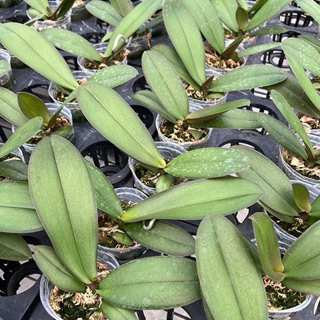 174295117665-Phal.%20Wonderful%20Girl%20Coco%20'5060'%20%E6%A4%8D%E6%A0%AA3.jpg