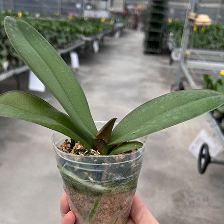 174295117692-Phal.%20Wonderful%20Girl%20Coco%20'5060'%20%E6%A4%8D%E6%A0%AA1.jpg