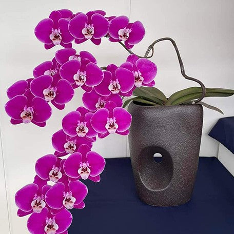 174306715216-Phal.%20Wonderful%20Girl%20Coco%20'5060'%20%E8%8A%B11.jpg