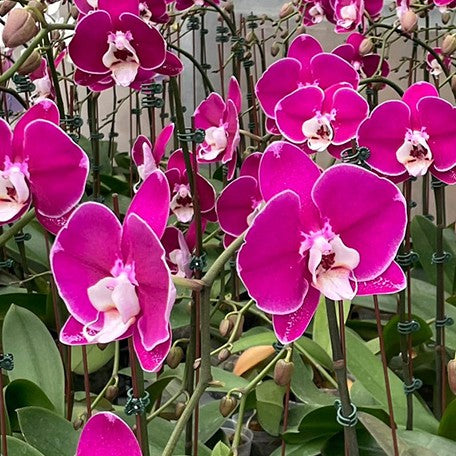 174306715227-Phal.%20Wonderful%20Girl%20Coco%20'5060'%20%E8%8A%B12.jpg