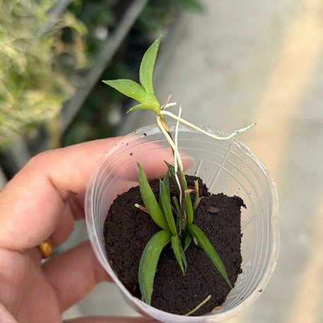 174313456893-Oncidium%20hawkesiana%20%E5%8F%A4%E5%B7%B4%E8%BF%B7%E4%BD%A0%E6%96%87%E5%BF%83%E8%98%AD%20%E6%A4%8D%E6%A0%AA.jpg