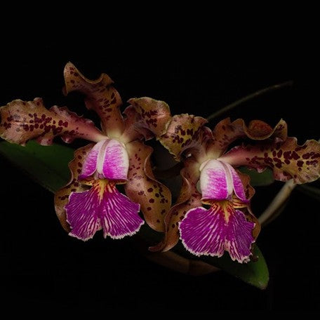 174313602479-C.%20schilleriana%20'BR%20Orquideas'%20%C3%97%20'Guarapari-coerulea'%20%E8%A5%BF%E8%95%BE%E9%BA%97%E5%98%89%E5%BE%B7%20%E8%8A%B12.jpg