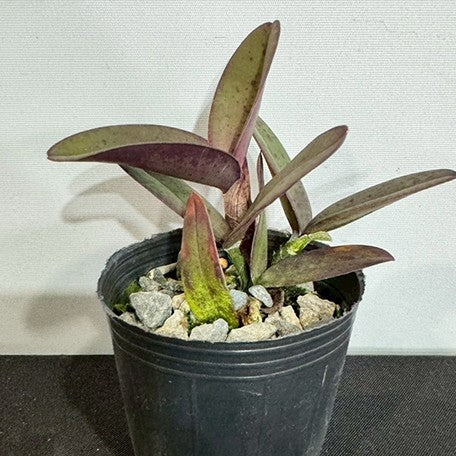 174313609557-C.%20schilleriana%20'BR%20Orquideas'%20%C3%97%20'Guarapari-coerulea'%20%E8%A5%BF%E8%95%BE%E9%BA%97%E5%98%89%E5%BE%B7%20%E6%A4%8D%E6%A0%AA.jpg