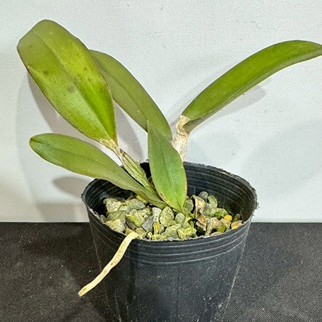 174314177028-C.%20quadricolor%20coerulea%20x%20C.schilleriana%20coerulea%20%E6%A4%8D%E6%A0%AA.jpg